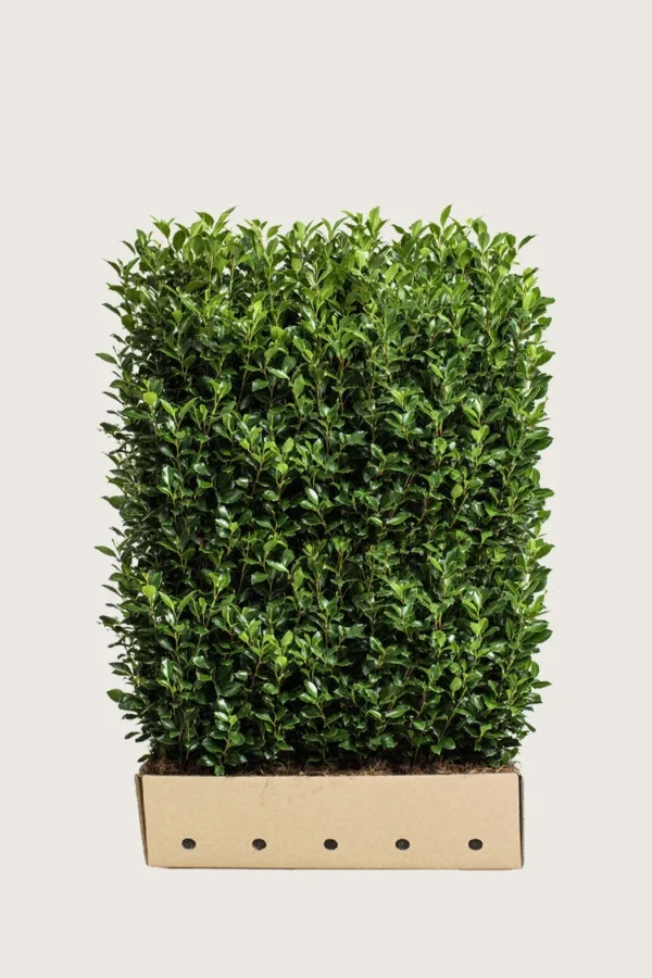 Kristtorn Heckenstar 150cm Vel forgrenet | Plantinavia