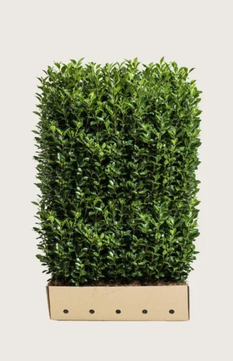 Kristtorn Heckenstar 200cm Vel forgrenet | Plantinavia