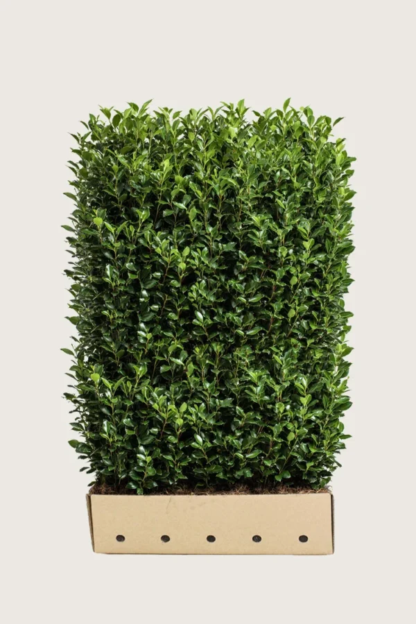 Kristtorn Heckenstar 200cm Vel forgrenet | Plantinavia