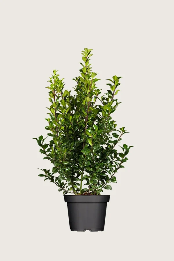 Kristtorn Heckenstar 150cm Forgrenet | Plantinavia