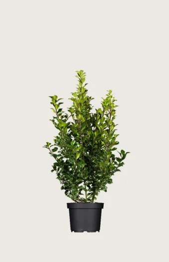 Kristtorn Heckenstar 40cm Forgrenet | Plantinavia