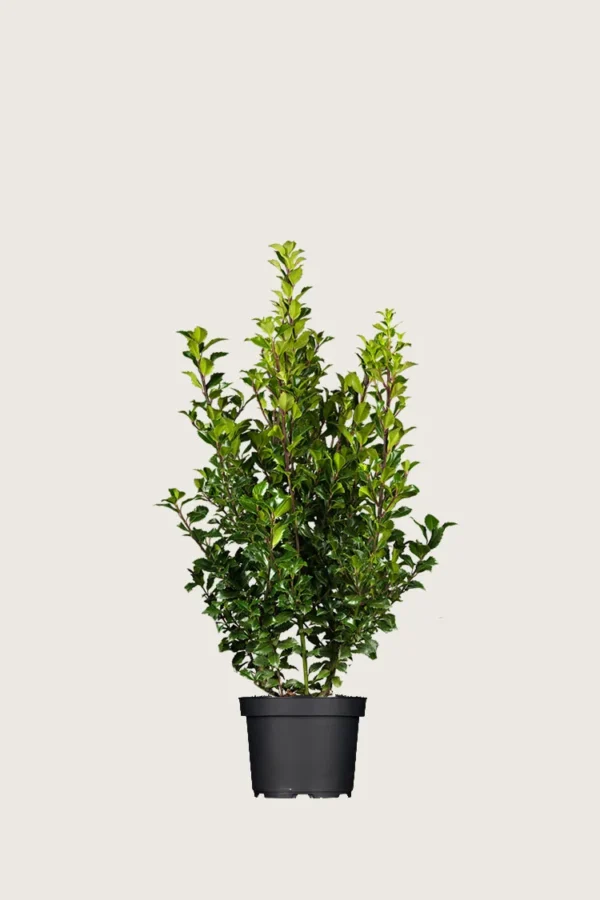 Kristtorn Heckenstar 60cm Forgrenet | Plantinavia