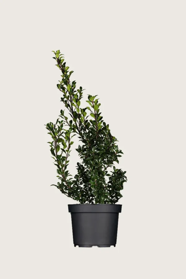 Kristtorn Heckenstar 150cm Outlet | Plantinavia