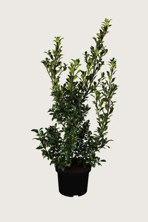 Kristtorn Heckenstar 225cm Outlet | Plantinavia