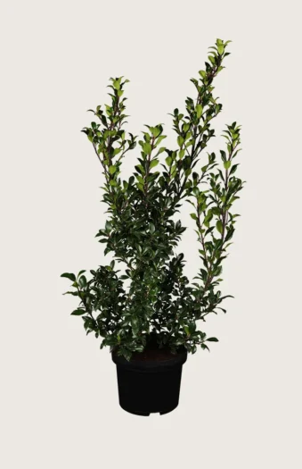 Kristtorn Heckenstar 250cm Outlet | Plantinavia