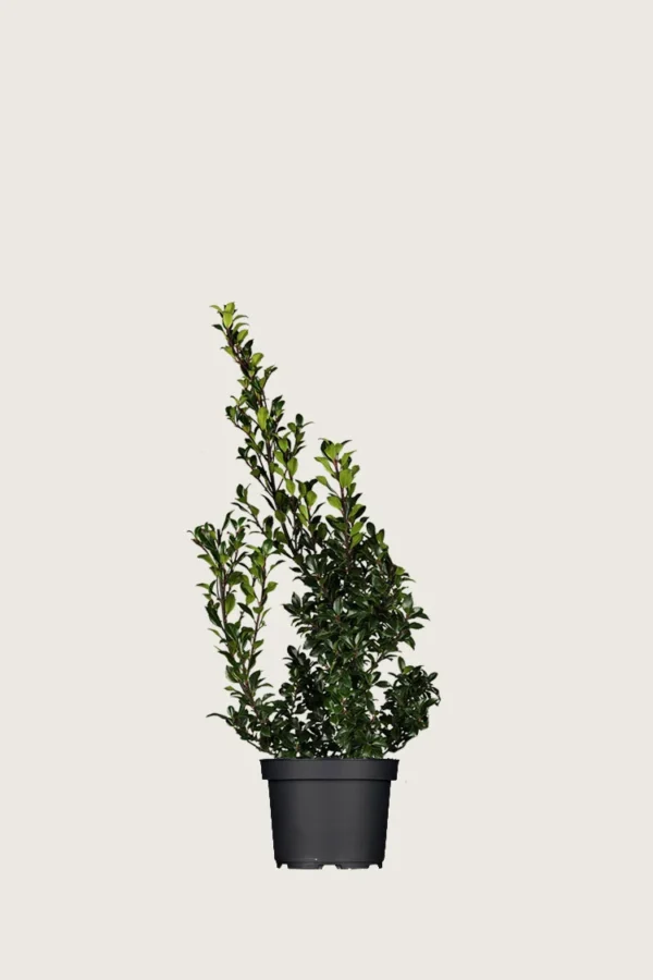 Kristtorn Heckenstar 40cm Outlet | Plantinavia