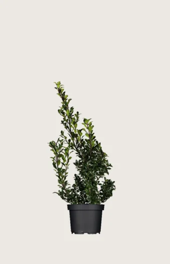 Kristtorn Heckenstar 60cm Outlet | Plantinavia