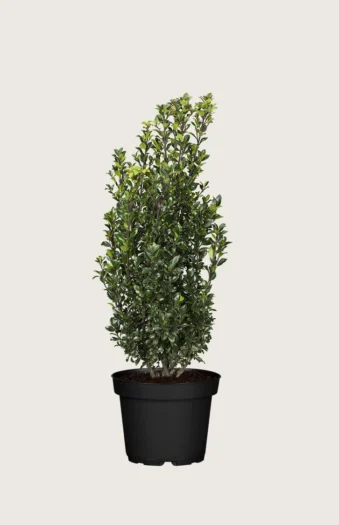 Kristtorn Heckenstar 100cm Vel forgrenet | Plantinavia