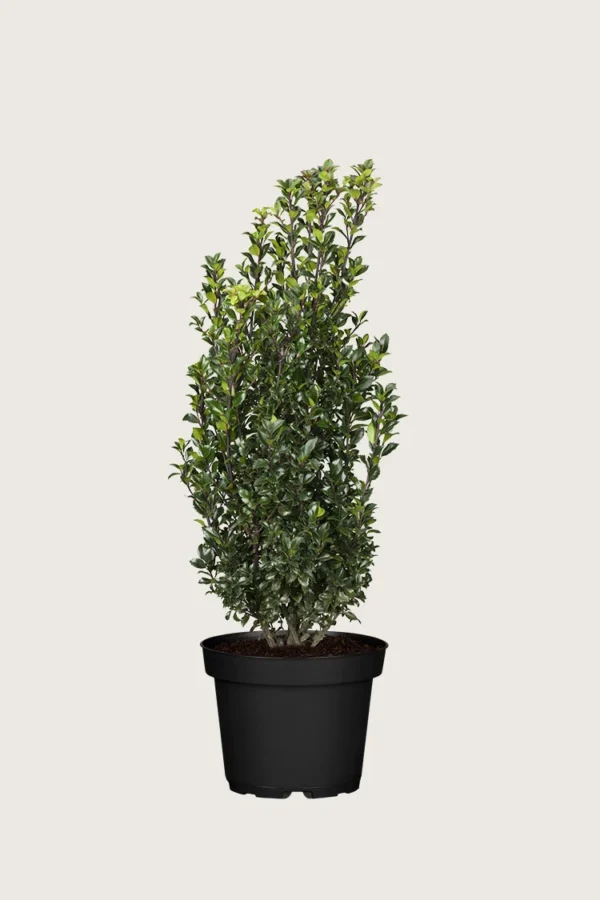 Kristtorn Heckenstar 125cm Vel forgrenet | Plantinavia