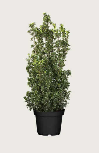 Kristtorn Heckenstar 225cm Vel forgrenet | Plantinavia