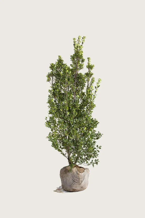 Kristtorn Heckenstar 100cm Forgrenet | Plantinavia