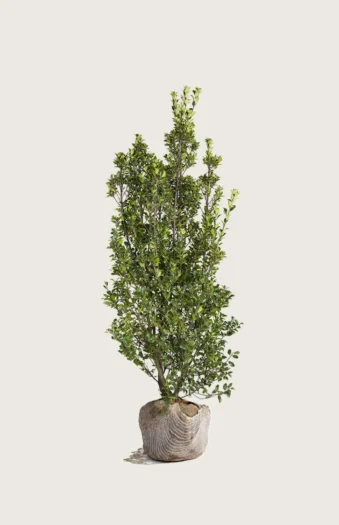 Kristtorn Heckenstar 150cm Forgrenet | Plantinavia