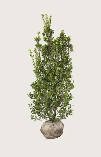 Kristtorn Heckenstar 350cm Forgrenet | Plantinavia