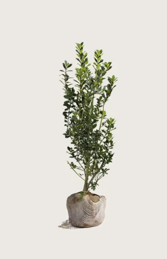 Kristtorn Heckenstar 100cm Outlet | Plantinavia
