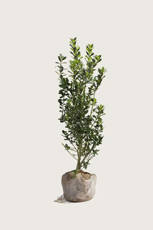 Kristtorn Heckenstar 100cm Outlet | Plantinavia