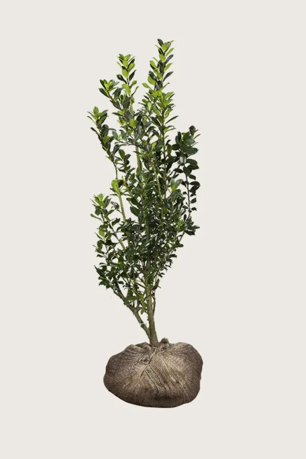 Kristtorn Heckenstar 225cm Outlet | Plantinavia