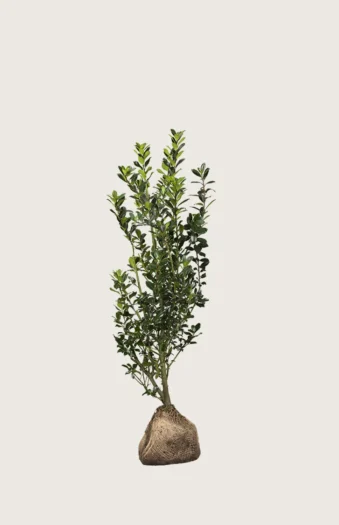 Kristtorn Heckenstar 80cm Outlet | Plantinavia