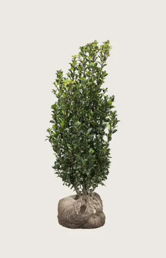 Kristtorn Heckenstar 150cm Vel forgrenet | Plantinavia