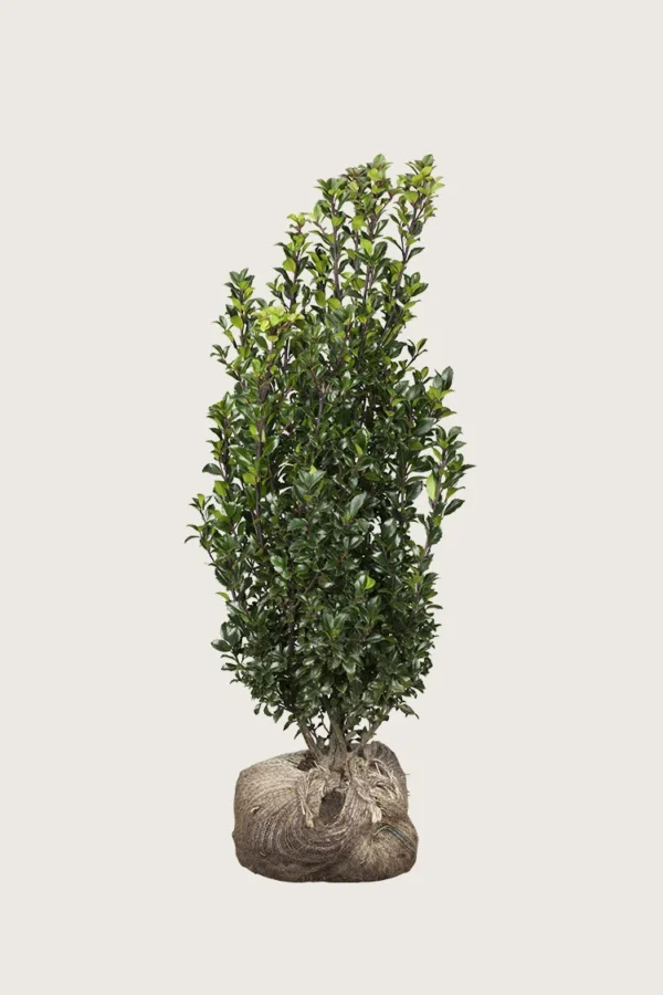Kristtorn Heckenstar 150cm Vel forgrenet | Plantinavia