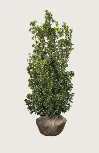 Kristtorn Heckenstar 250cm Vel forgrenet | Plantinavia