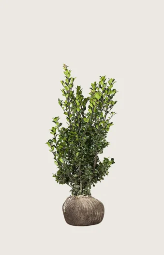 Kristtorn Heckenstar 40cm Vel forgrenet | Plantinavia