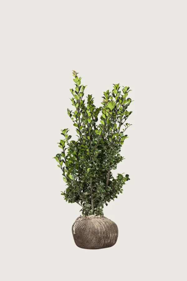 Kristtorn Heckenstar 80cm Vel forgrenet | Plantinavia