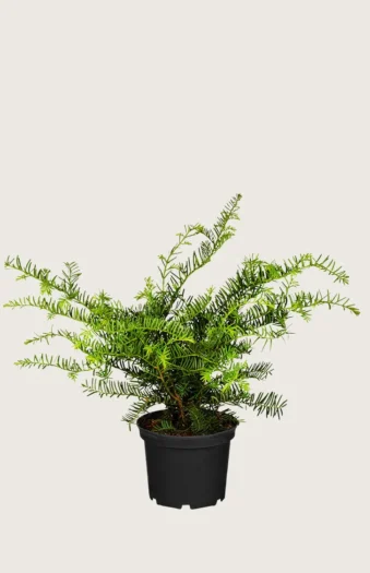 Krybende Taks 15cm Forgrenet | Plantinavia