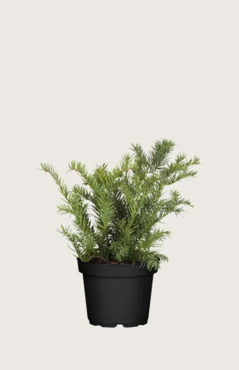 Krybende Taks 25cm Forgrenet | Plantinavia