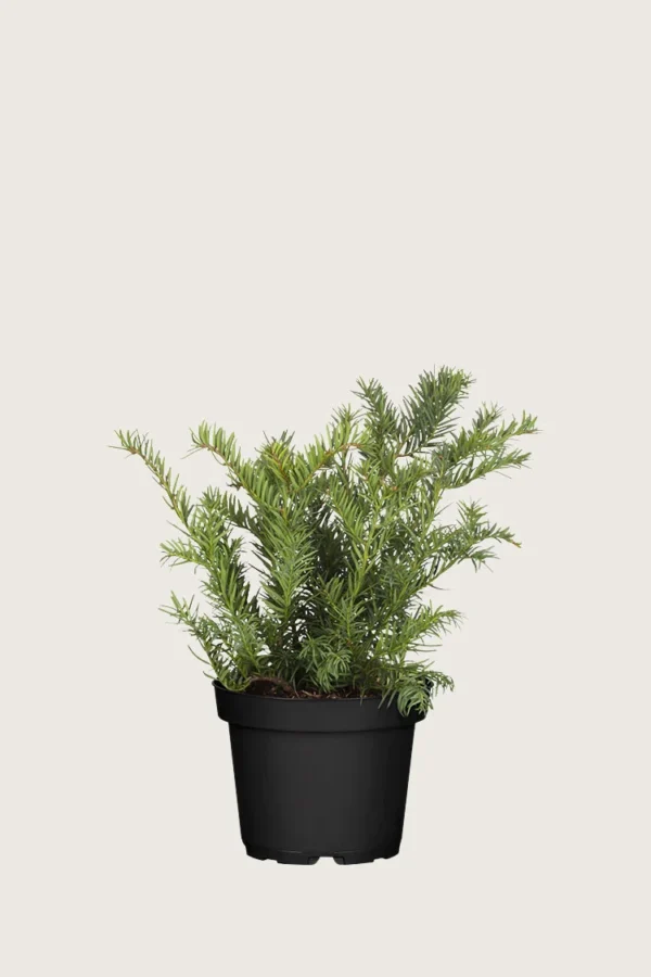 Krybende Taks 30cm Forgrenet | Plantinavia