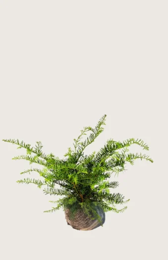 Krybende Taks 30cm Vel forgrenet | Plantinavia