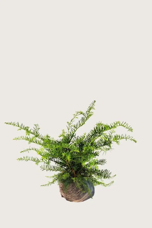 Krybende Taks 30cm Vel forgrenet | Plantinavia