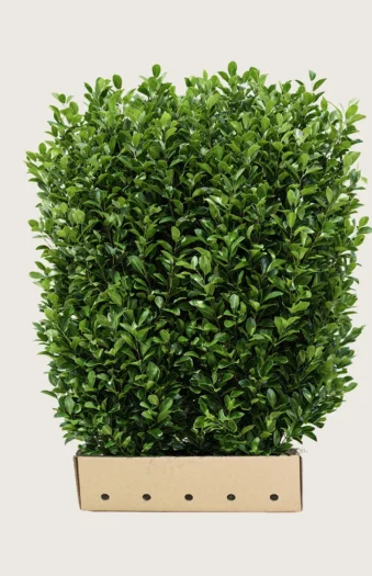 Laurbærkirsebær Bonaparte 200cm Vel forgrenet | Plantinavia