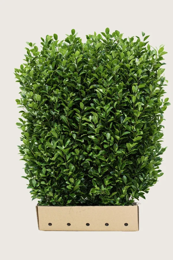 Laurbærkirsebær Bonaparte 200cm Vel forgrenet | Plantinavia