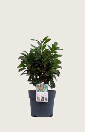 Laurbærkirsebær Bonaparte 80cm Forgrenet | Plantinavia