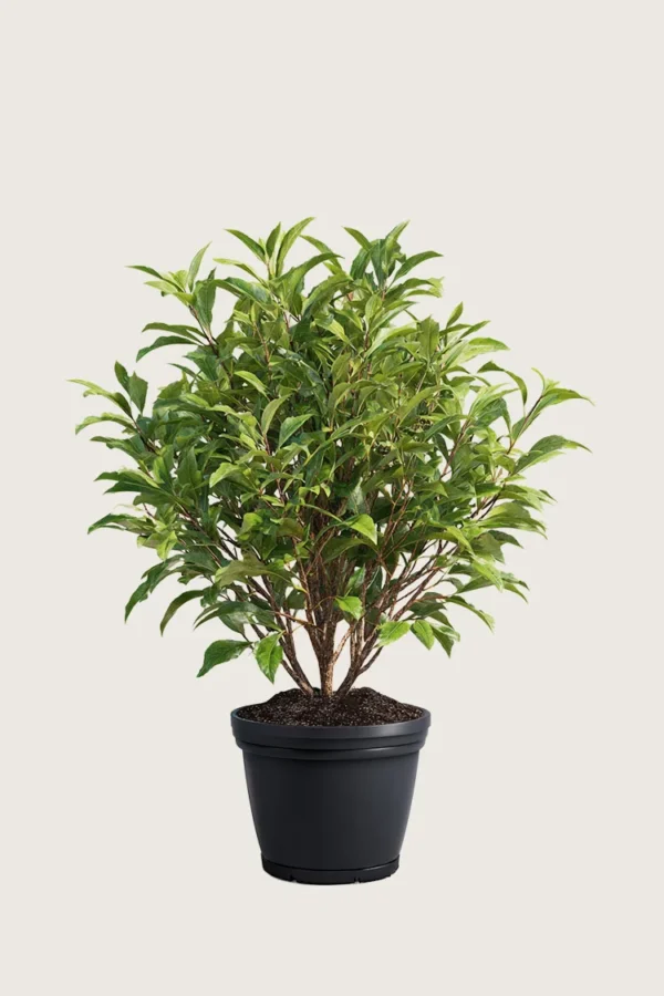 Laurbærkirsebær Bonaparte 150cm Outlet | Plantinavia