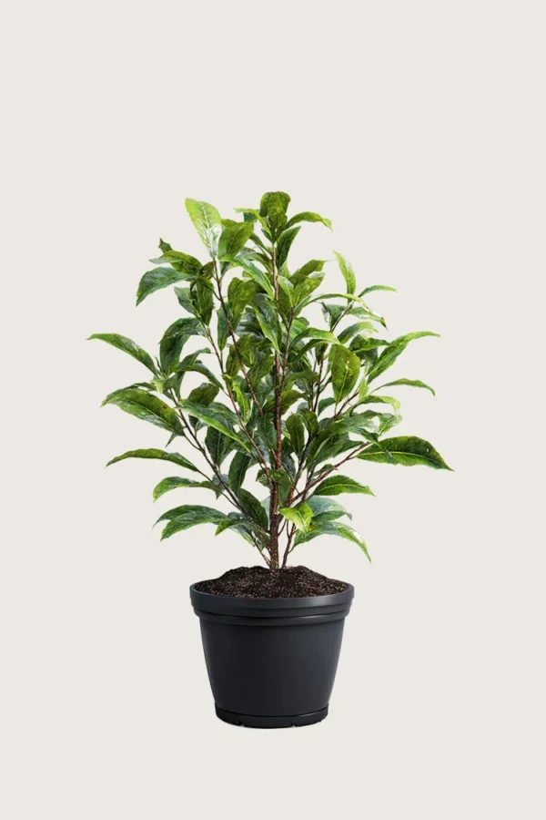 Laurbærkirsebær Bonaparte 60cm Outlet | Plantinavia