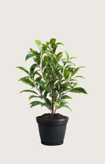 Laurbærkirsebær Bonaparte 80cm Outlet | Plantinavia
