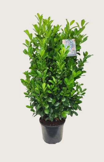 Laurbærkirsebær Bonaparte 150cm Vel forgrenet | Plantinavia