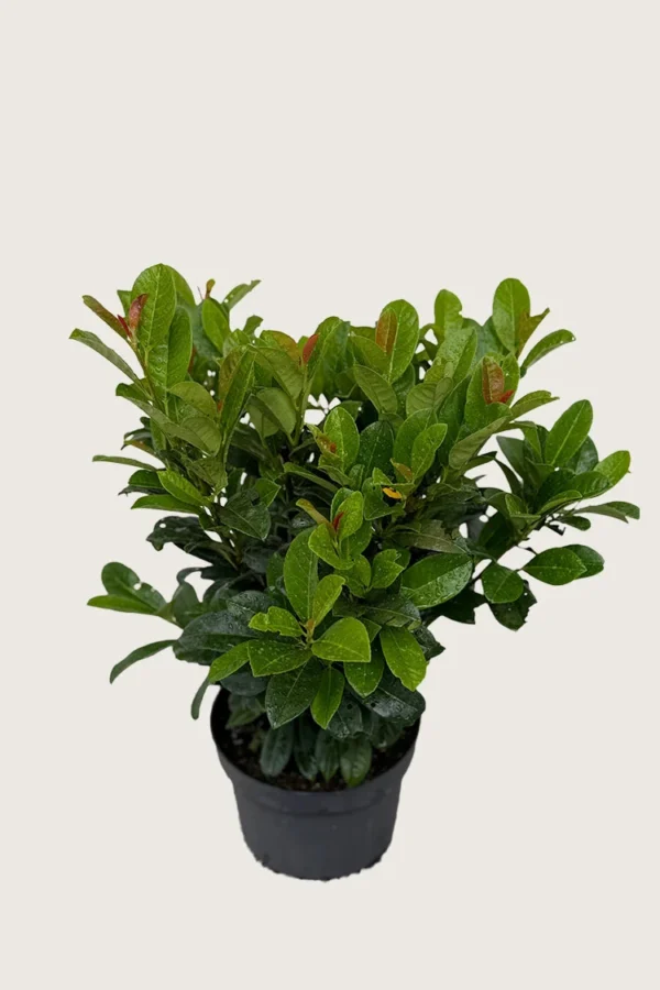 Laurbærkirsebær Bonaparte 60cm Vel forgrenet | Plantinavia