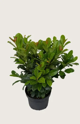 Laurbærkirsebær Bonaparte 80cm Vel forgrenet | Plantinavia