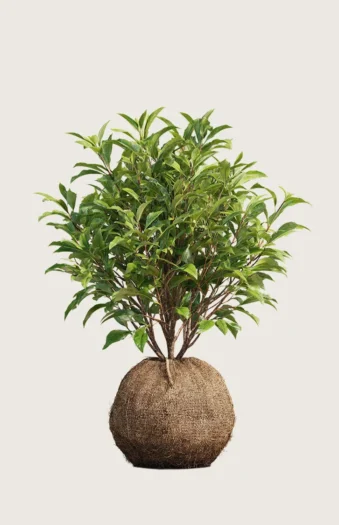 Laurbærkirsebær Bonaparte 150cm Outlet | Plantinavia