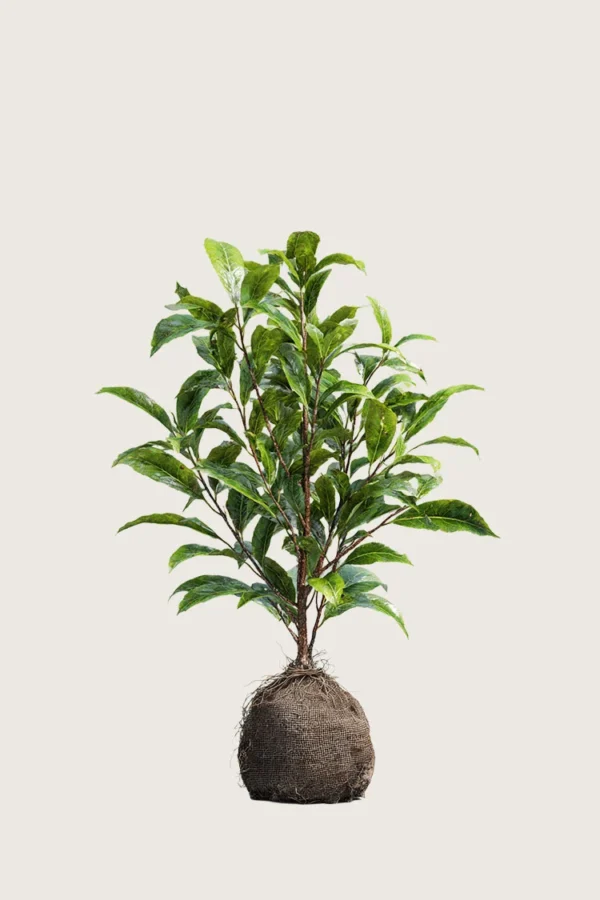 Laurbærkirsebær Bonaparte 60cm Outlet | Plantinavia