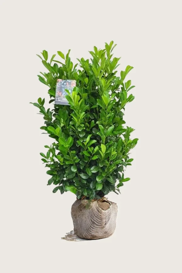 Laurbærkirsebær Bonaparte 125cm Vel forgrenet | Plantinavia
