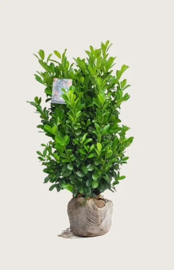 Laurbærkirsebær Bonaparte 150cm Vel forgrenet | Plantinavia