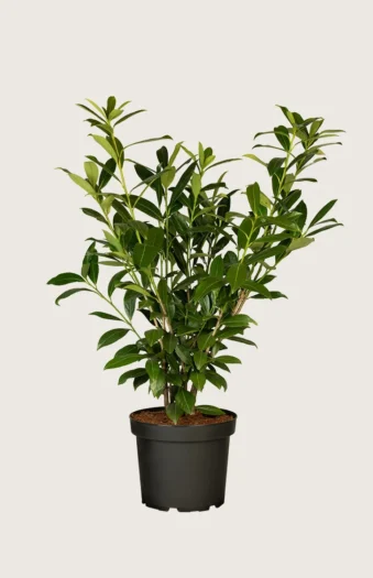 Laurbærkirsebær Caucasica 125cm Forgrenet | Plantinavia