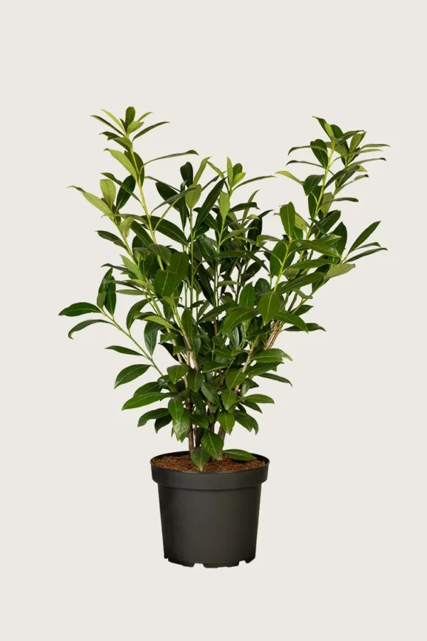 Laurbærkirsebær Caucasica 150cm Forgrenet | Plantinavia