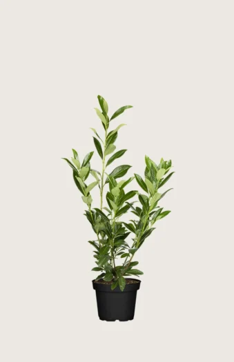 Laurbærkirsebær Caucasica 80cm Forgrenet | Plantinavia