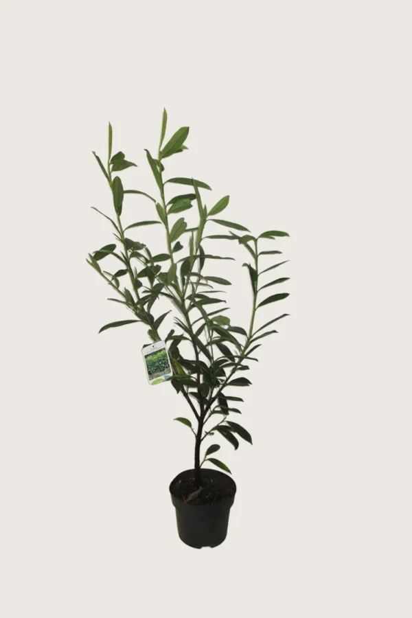 Laurbærkirsebær Caucasica 125cm Outlet | Plantinavia