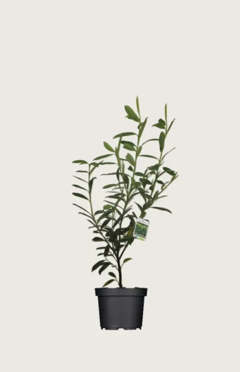 Laurbærkirsebær Caucasica 60cm Outlet | Plantinavia