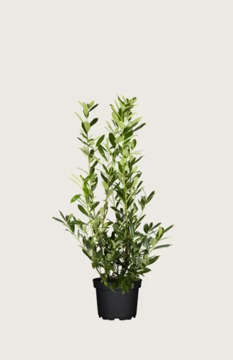 Laurbærkirsebær Caucasica 60cm Vel forgrenet | Plantinavia